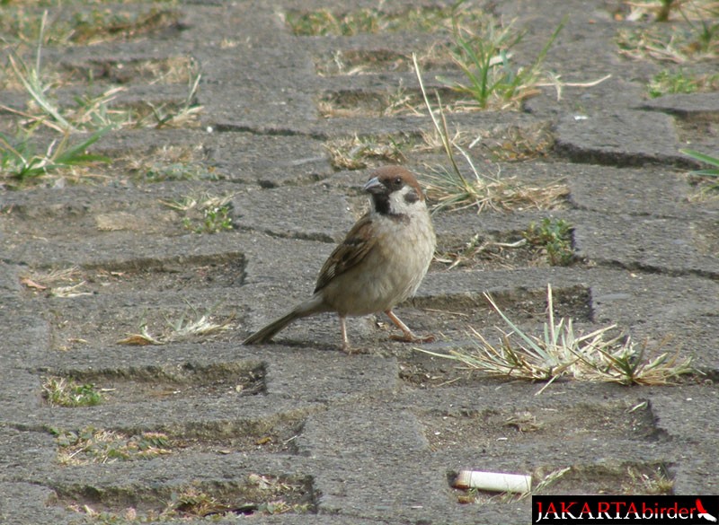 Eurasian Tree Sparrow - ML206209871