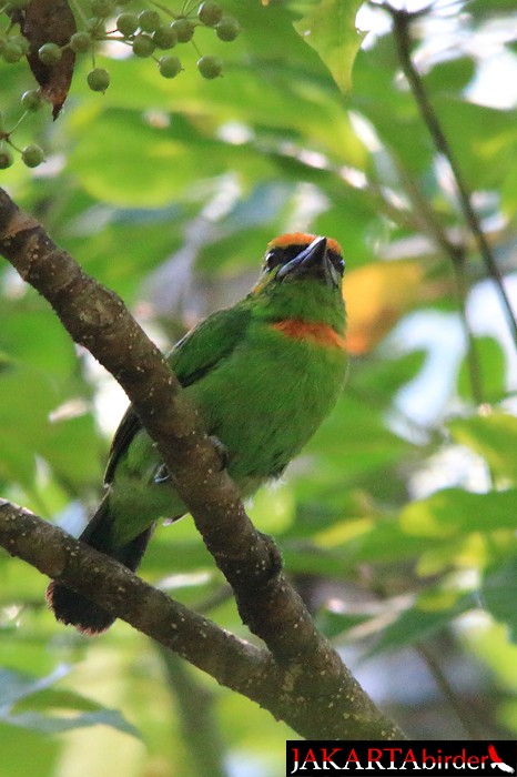 Flame-fronted Barbet - ML206210221