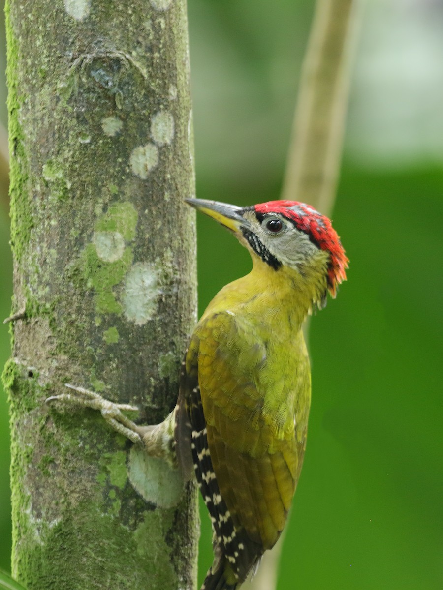 Laced Woodpecker - ML206210601