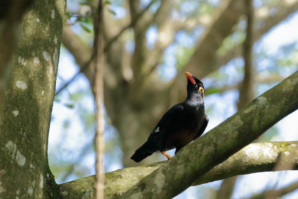 Common Hill Myna (Common) - Leslie George