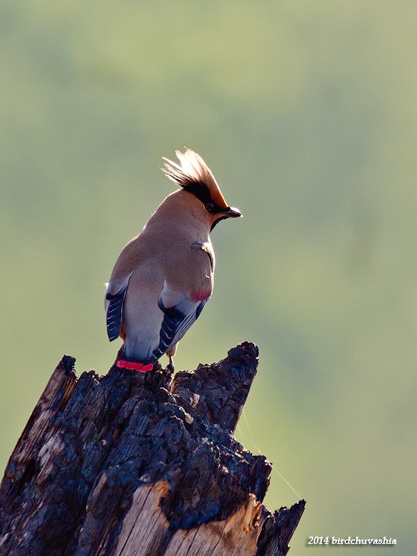 Japanese Waxwing - ML206210731