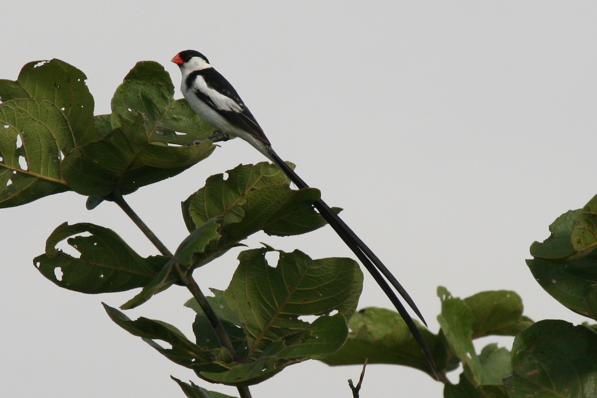 Pin-tailed Whydah - ML206211151