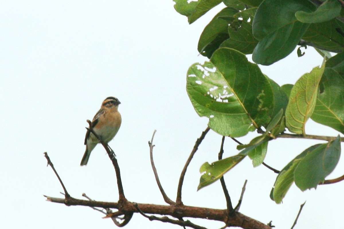 Pin-tailed Whydah - Massimiliano Sanfilippo