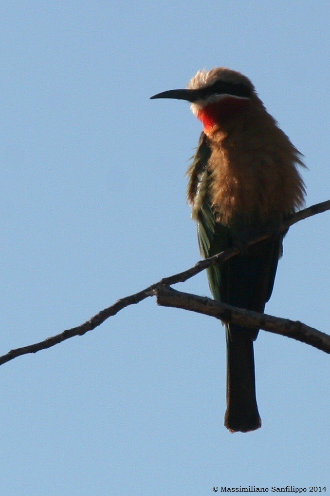 White-fronted Bee-eater - ML206211171