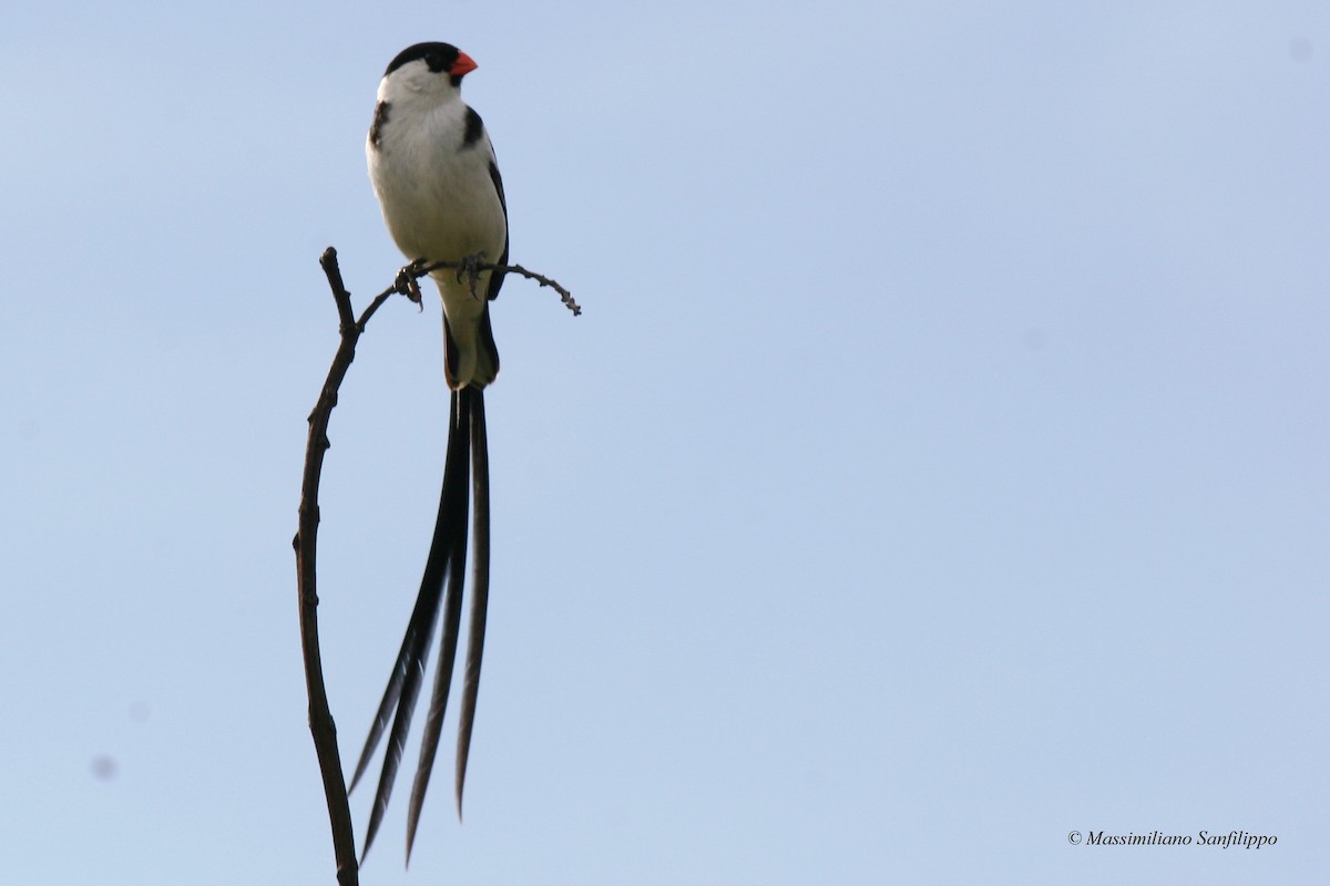 Pin-tailed Whydah - ML206211181
