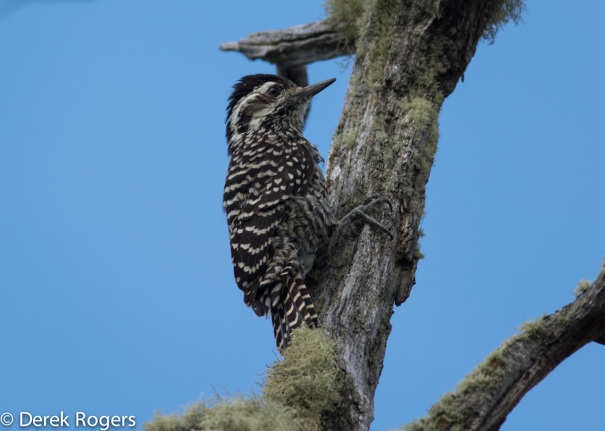 Striped Woodpecker - Derek Rogers