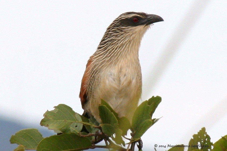 White-browed Coucal - ML206211931