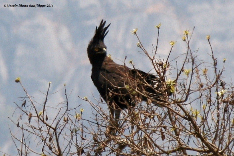 Long-crested Eagle - Massimiliano Sanfilippo