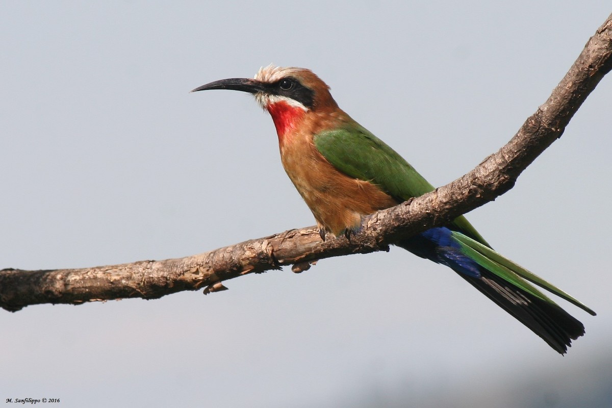 White-fronted Bee-eater - Massimiliano Sanfilippo