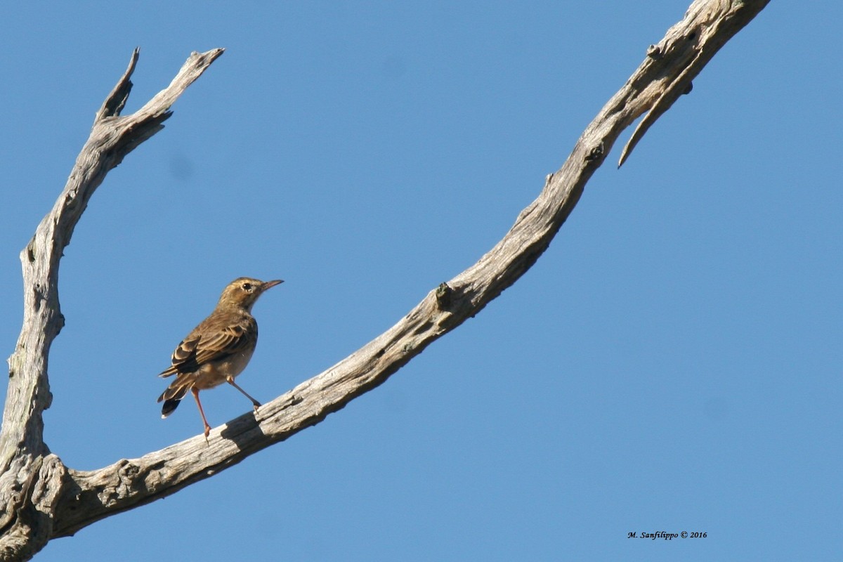 African Pipit - ML206212081