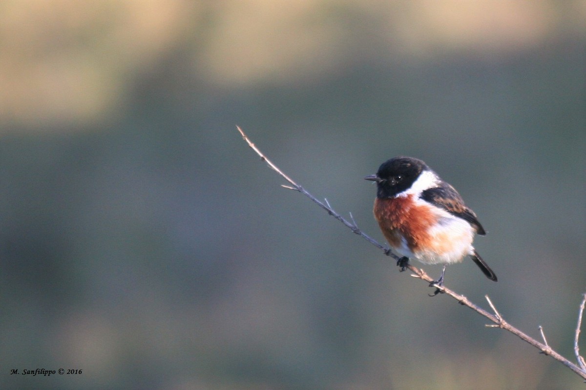 African Stonechat - ML206212091