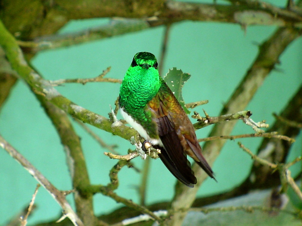 Snowy-bellied Hummingbird - Paul Varney