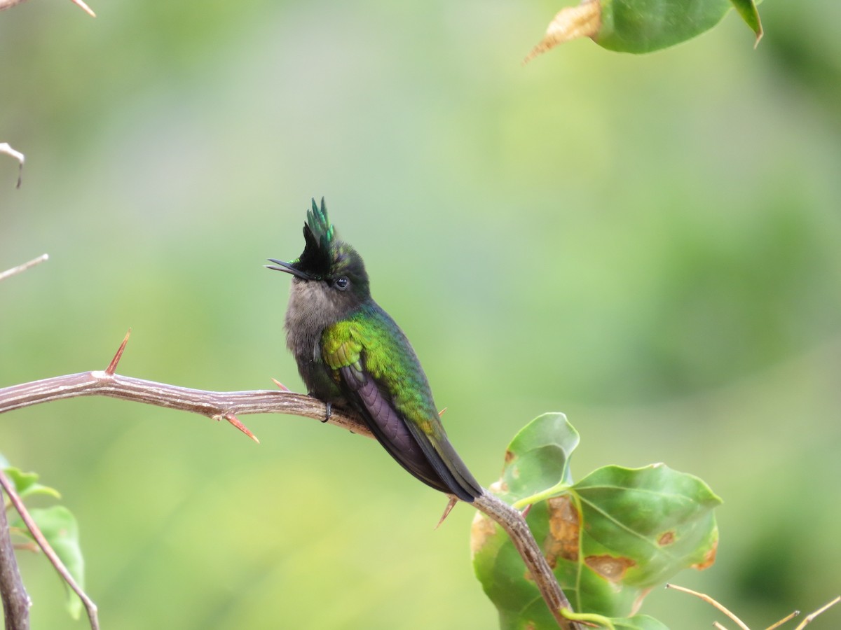 Antillean Crested Hummingbird (Lesser Antilles) - ML206212471