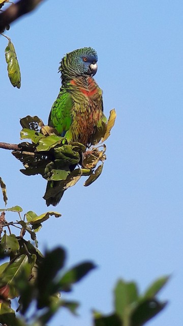 St. Lucia Parrot - eBird