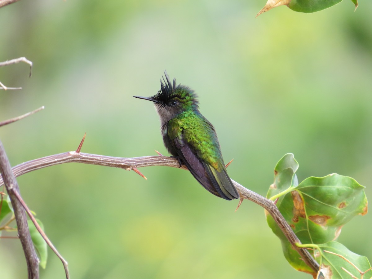 Antillean Crested Hummingbird - Paul Varney