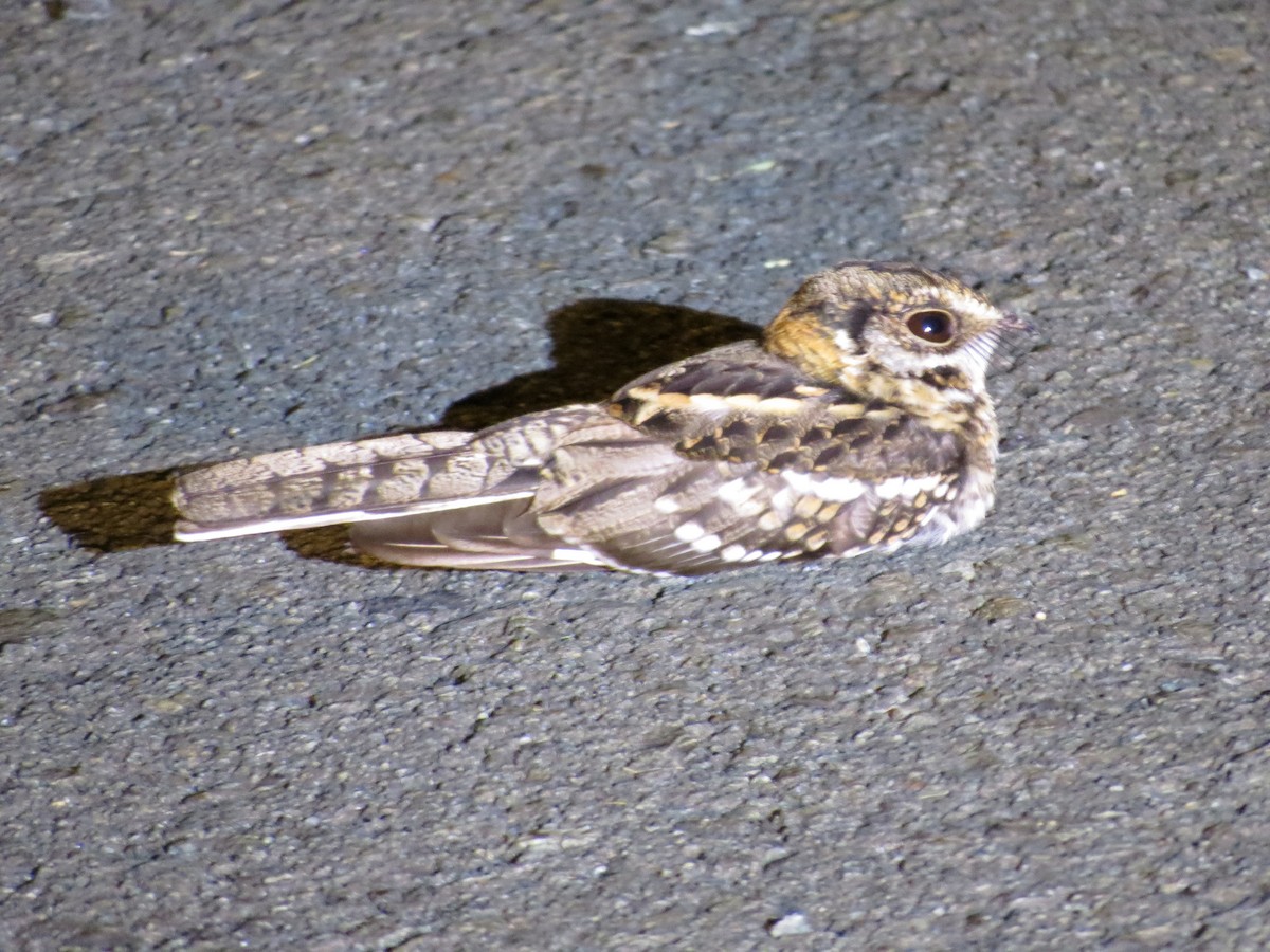 White-tailed Nightjar - Paul Varney