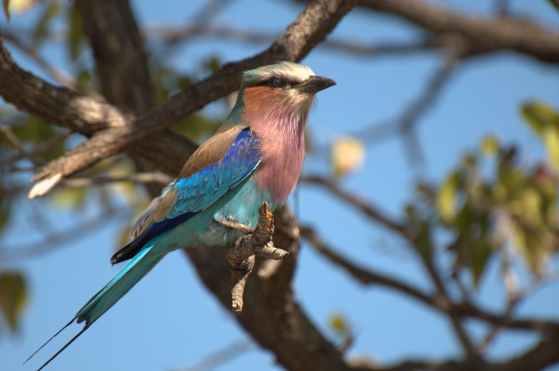 Lilac-breasted Roller - ML206212631
