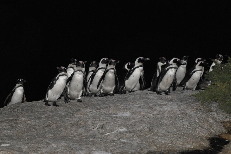 Pingüino de El Cabo - ML206212761