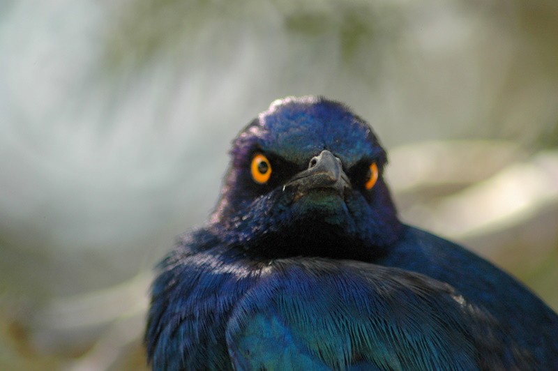Greater Blue-eared Starling - Rob Gijbels