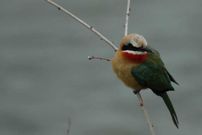 White-fronted Bee-eater - Rob Gijbels