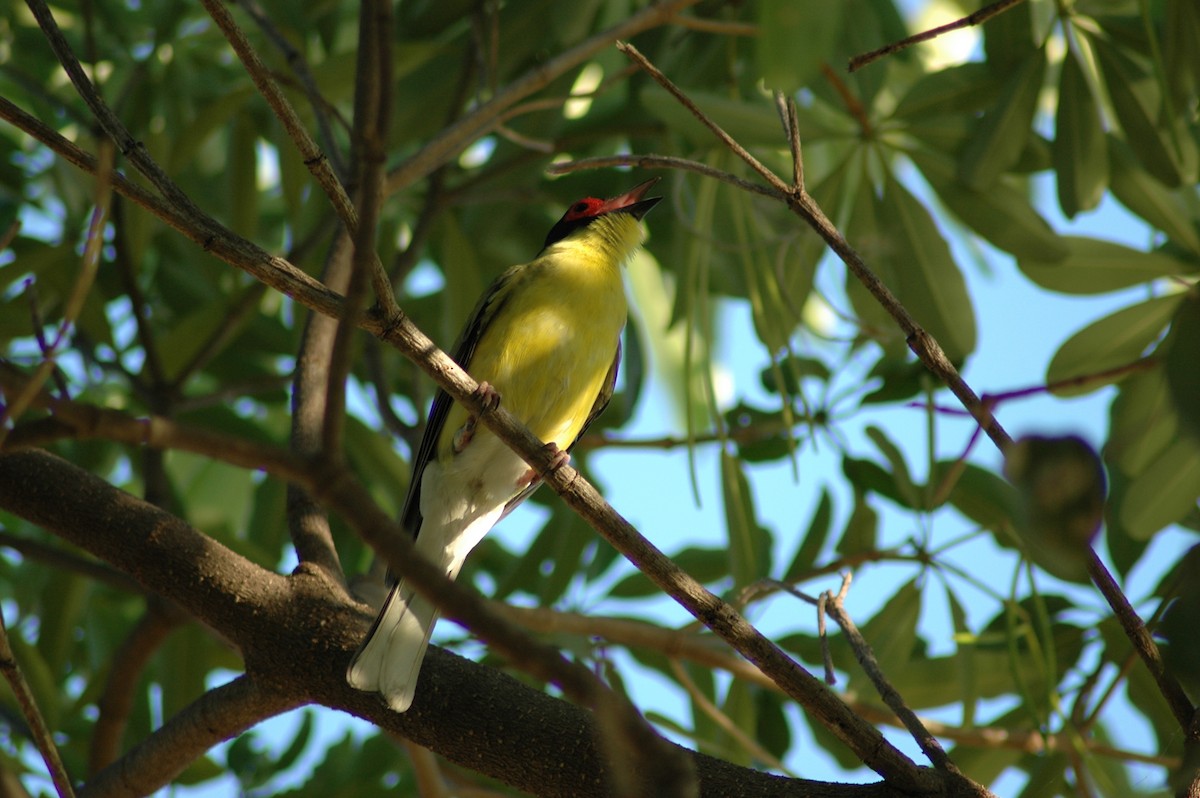 Australasian Figbird - Rob Gijbels