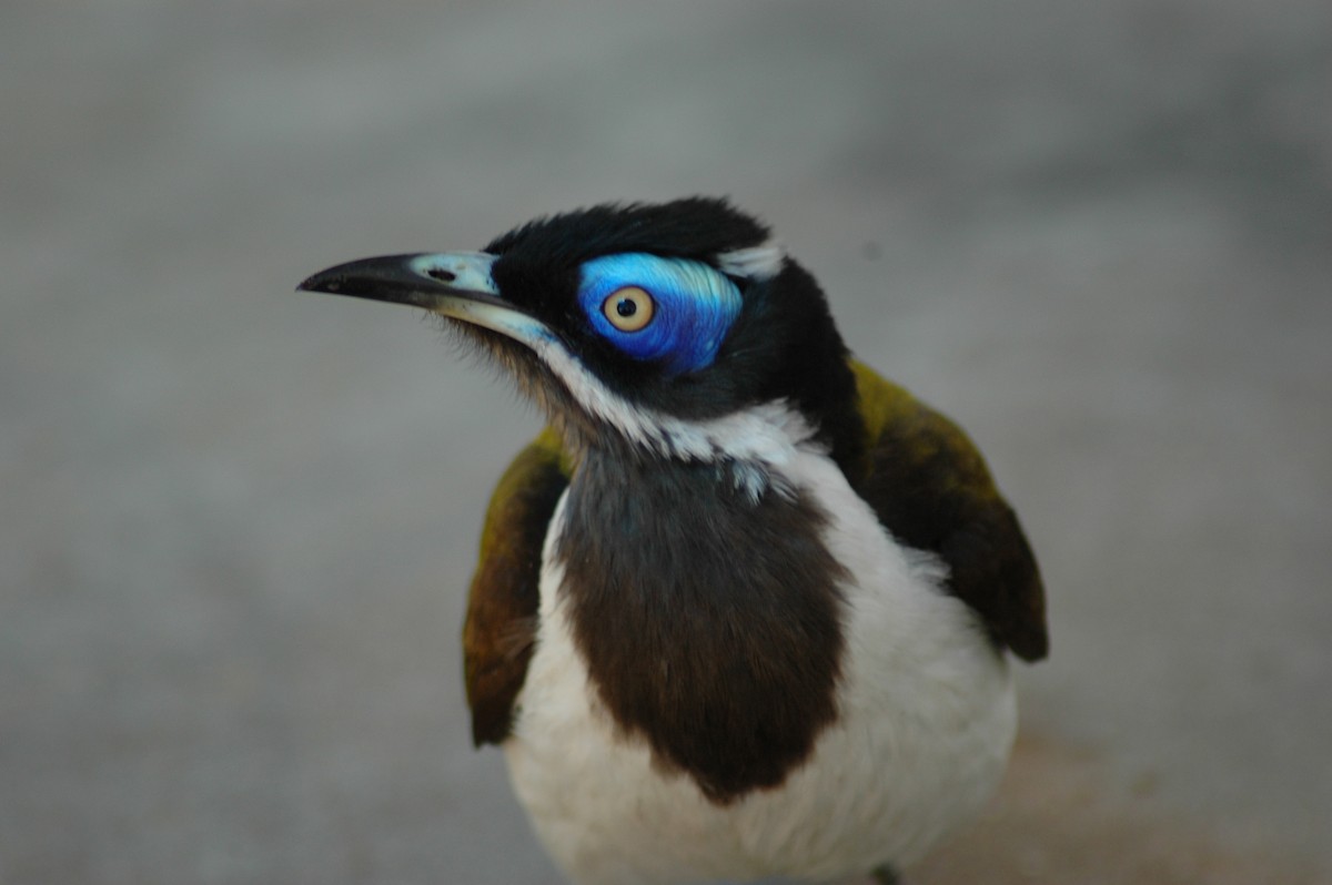 Blue-faced Honeyeater (White-quilled) - ML206213131