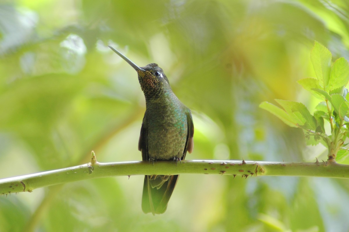 Talamanca Hummingbird - Rob Gijbels