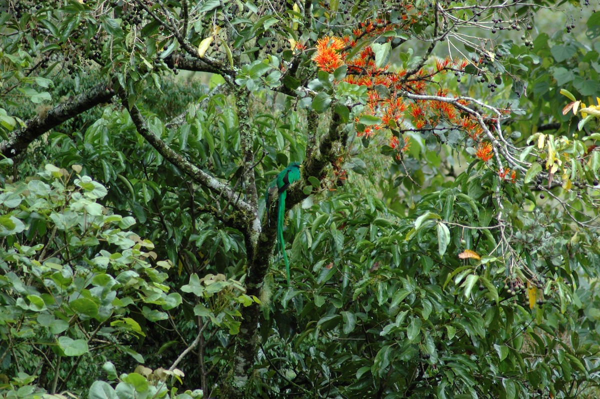 Quetzal Guatemalteco - ML206213251