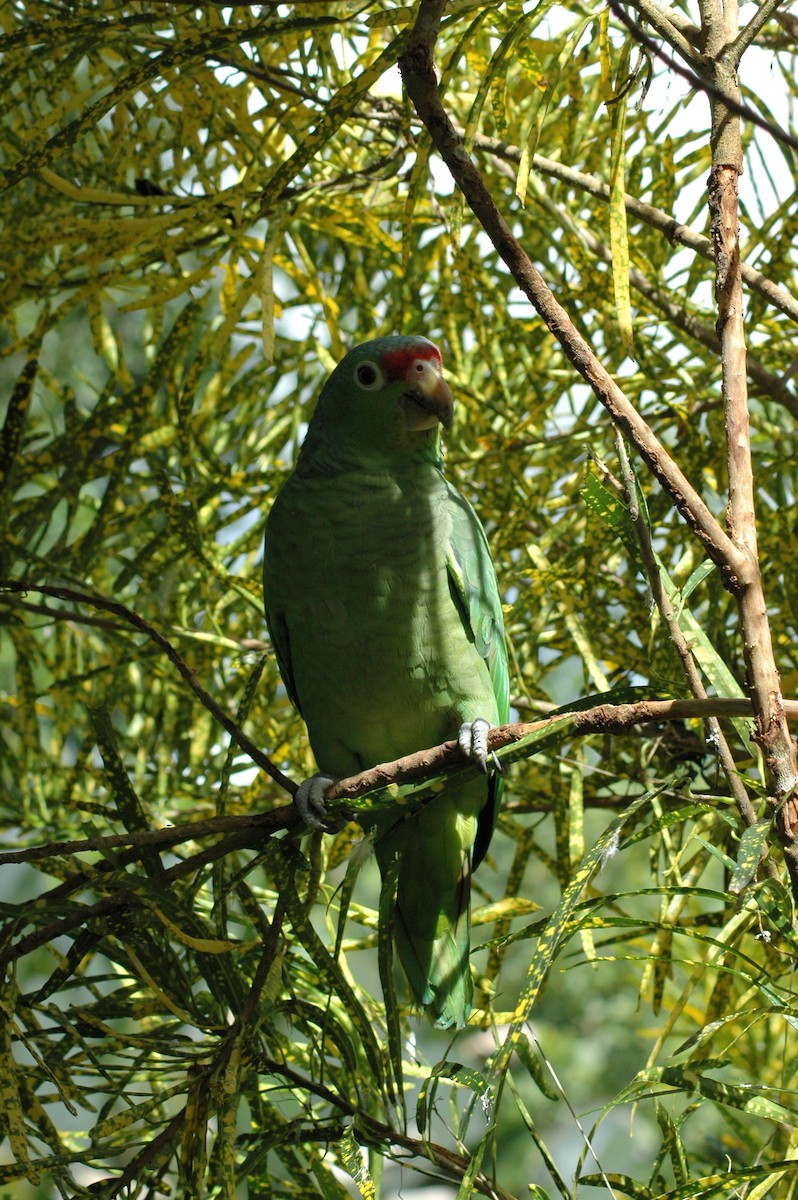 Red-lored Parrot (Red-lored) - ML206213261