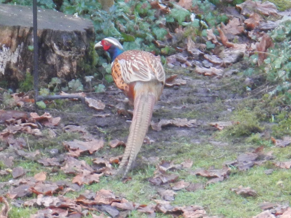 Ring-necked Pheasant - James McCulloch