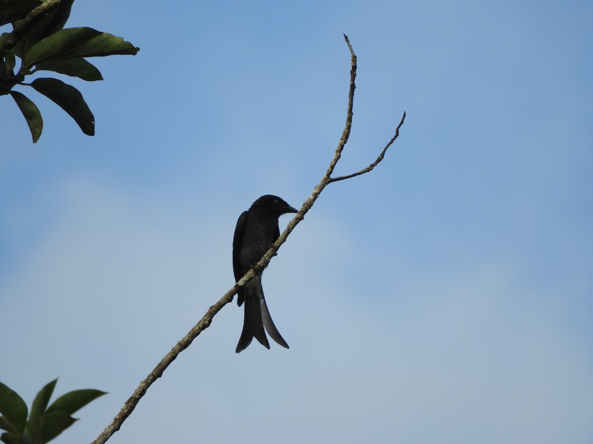 White-bellied Drongo (White-vented) - James McCulloch
