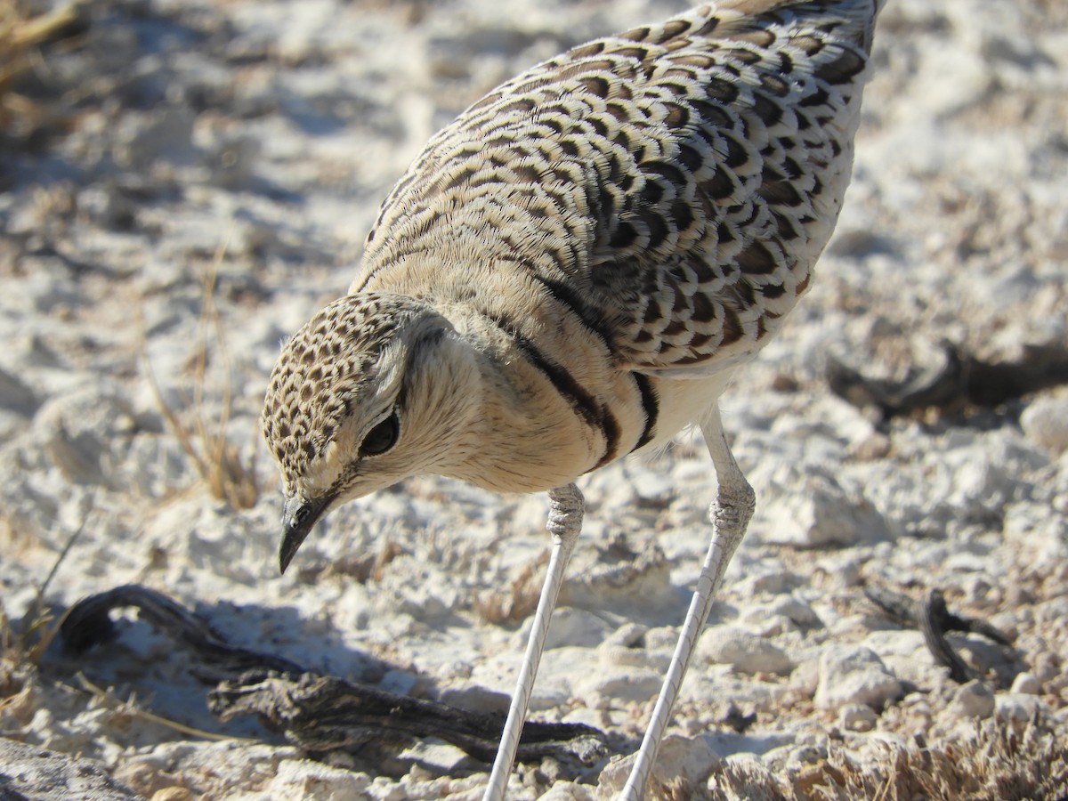 Double-banded Courser - ML206213641