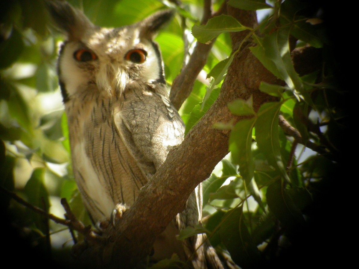 Northern White-faced Owl - ML206214901