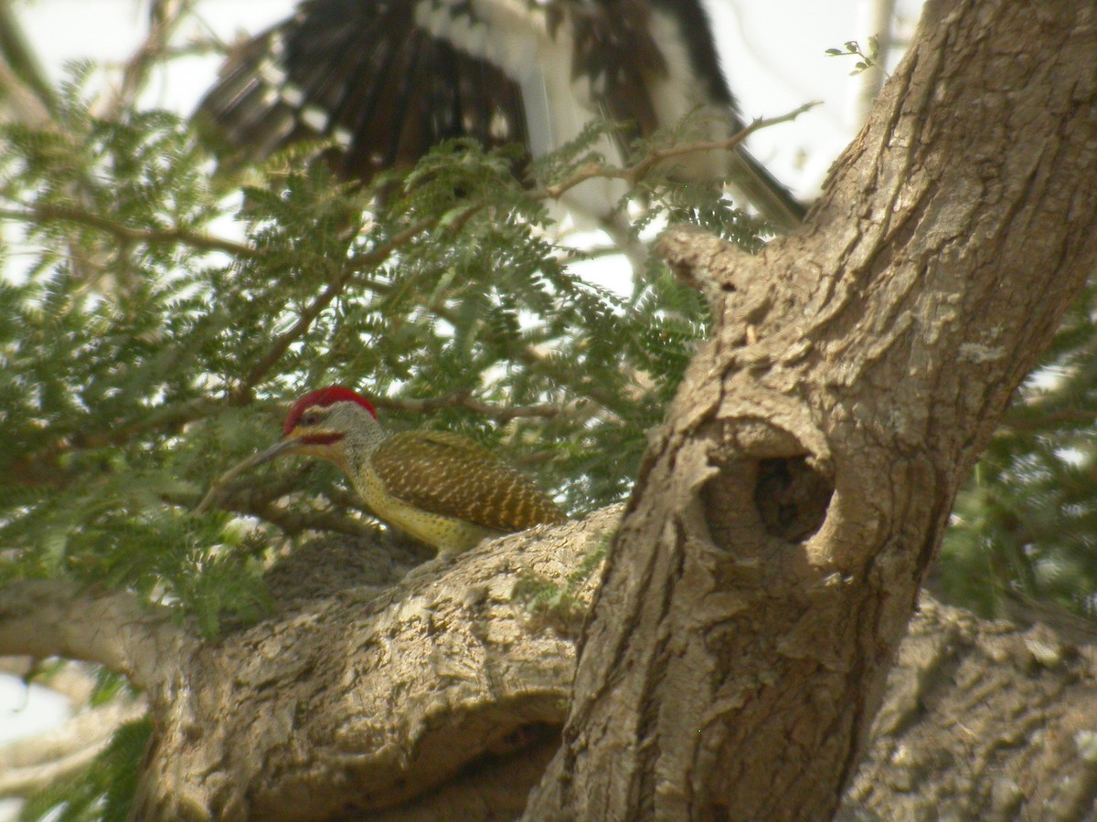 Fine-spotted Woodpecker - ML206214911