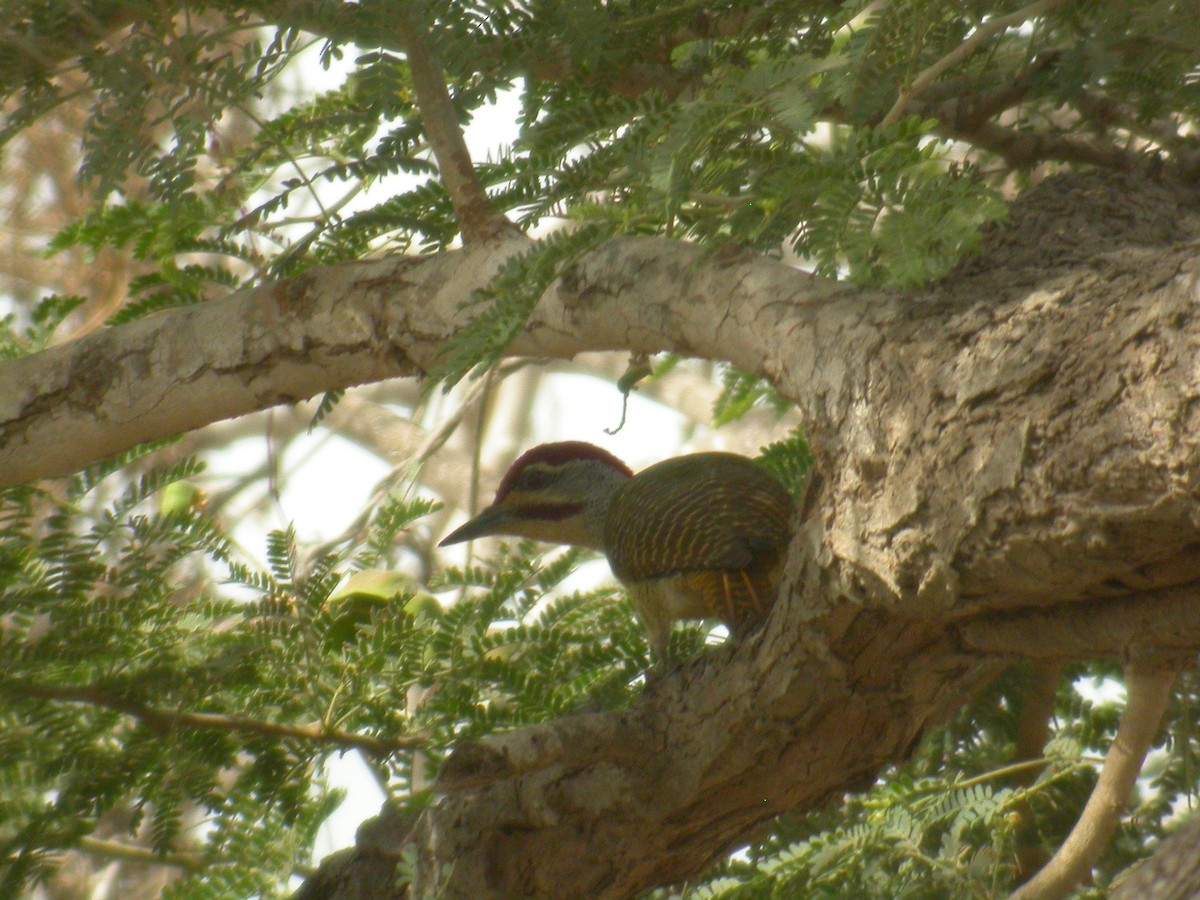 Fine-spotted Woodpecker - ML206214921