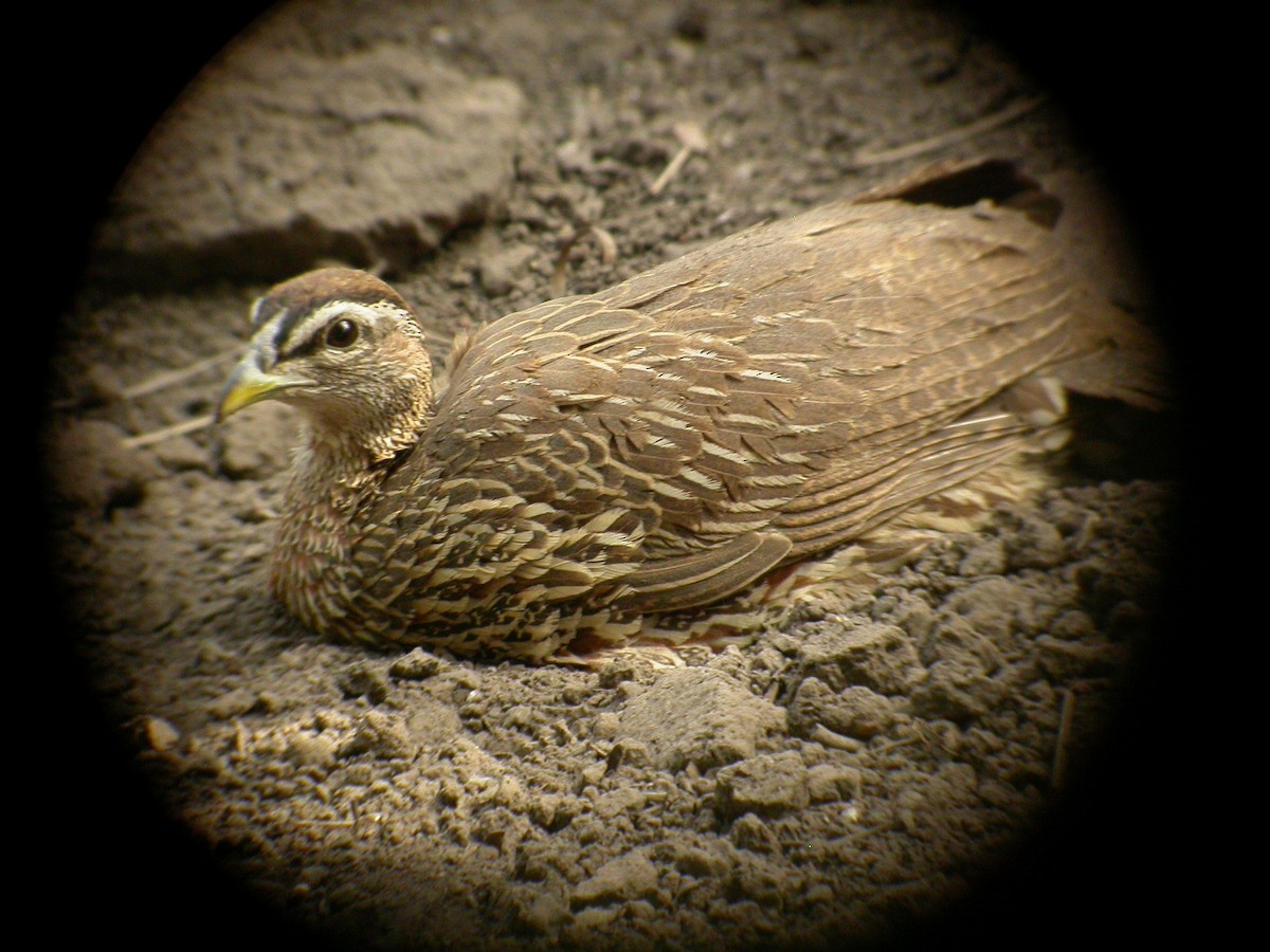 Double-spurred Spurfowl - ML206214981