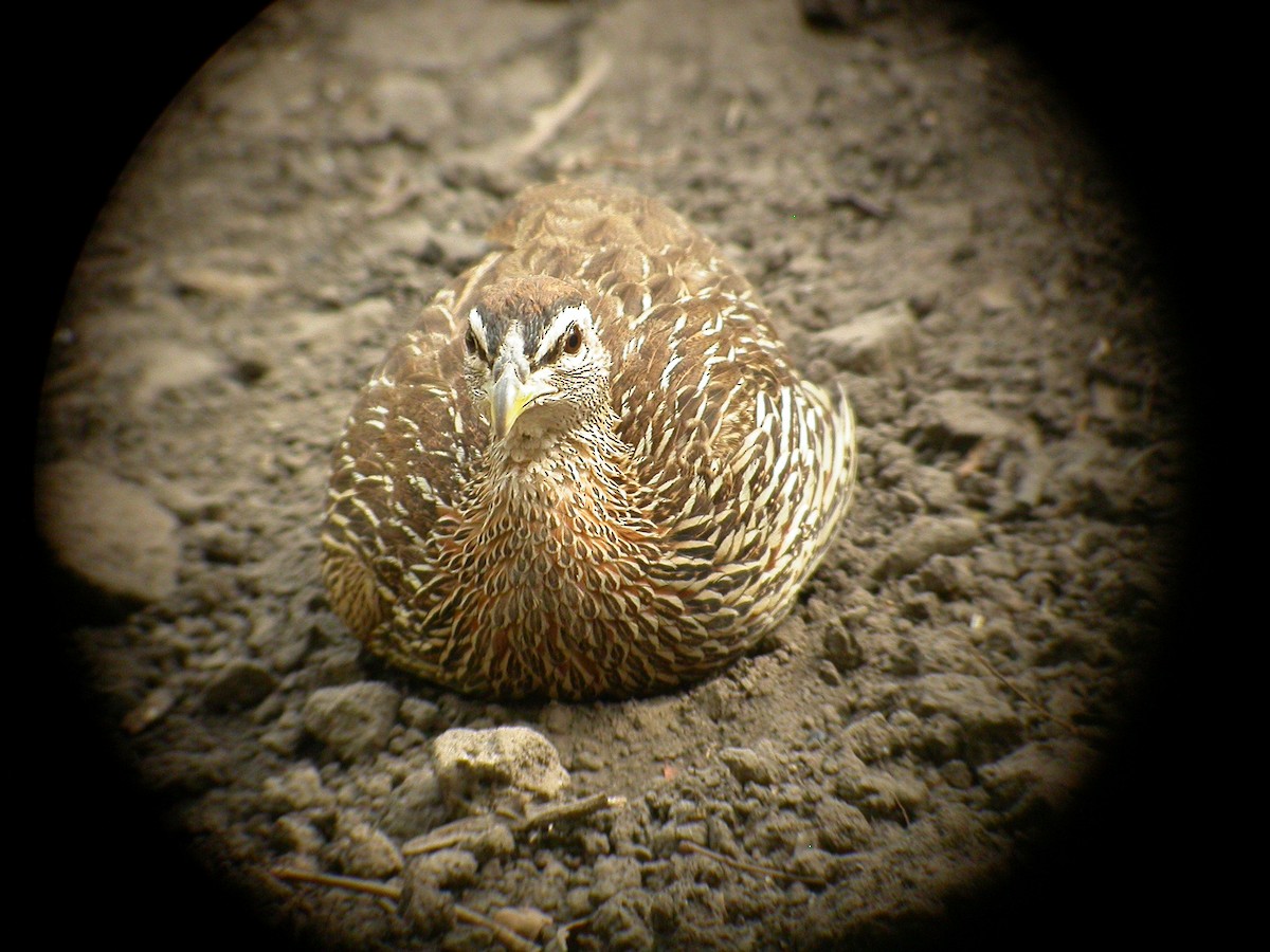 Double-spurred Francolin - ML206214991