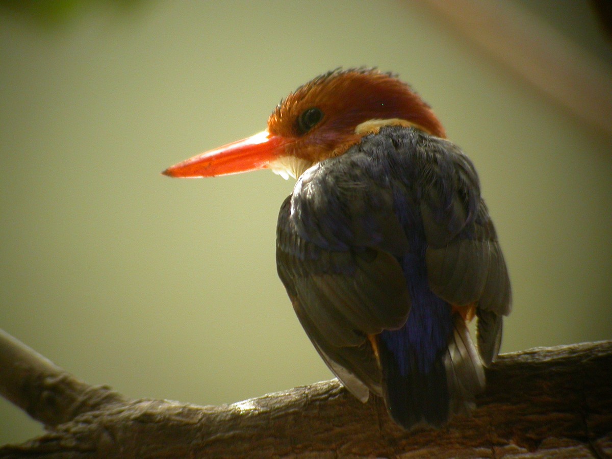 African Pygmy Kingfisher - Daniel Jimenez