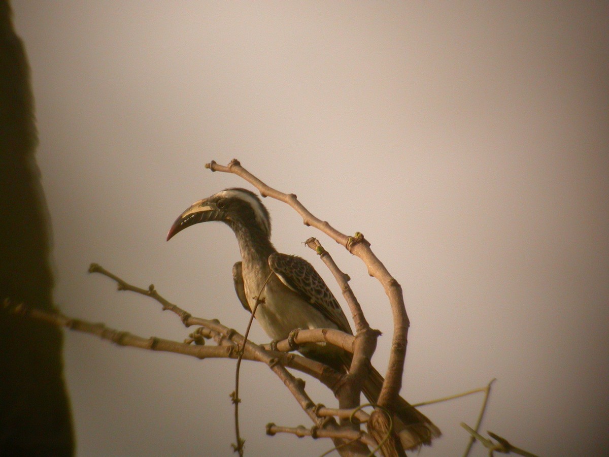 African Gray Hornbill - ML206215051