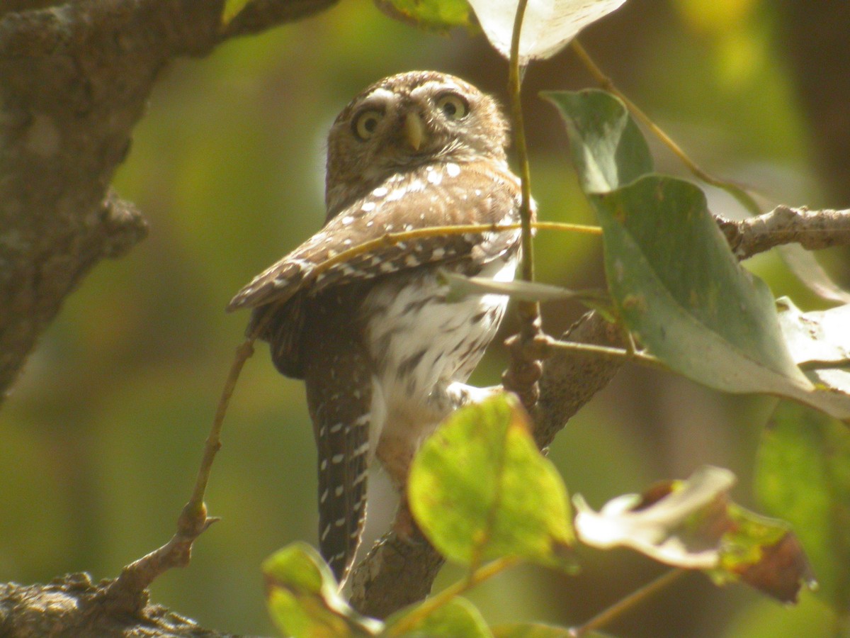 Pearl-spotted Owlet - ML206215061