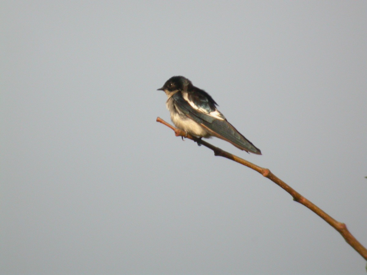 Pied-winged Swallow - ML206215251