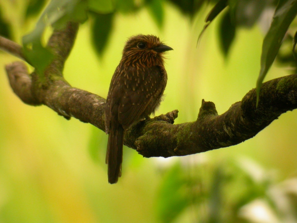 Crescent-chested Puffbird (Greater) - ML206215461