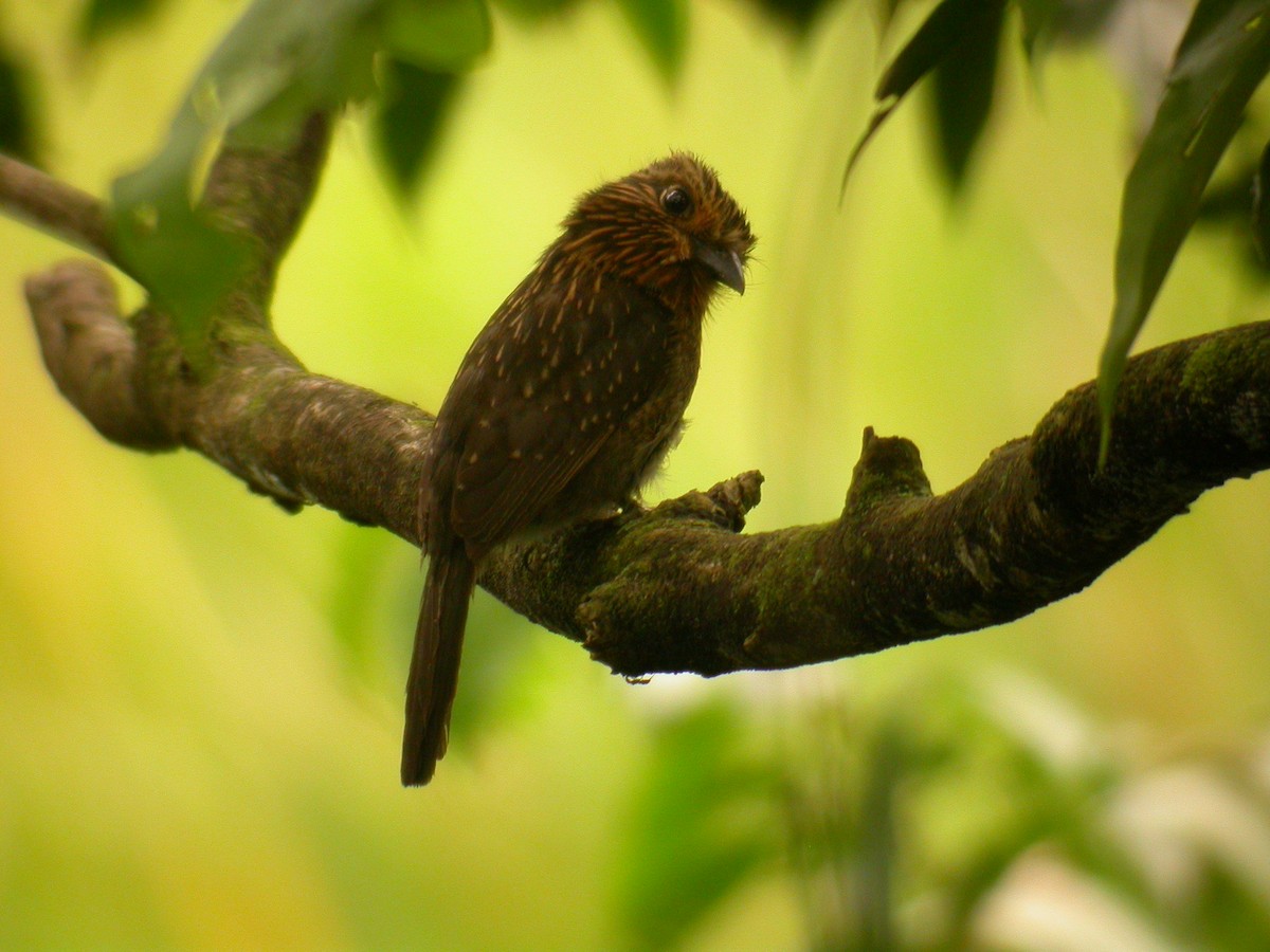 Crescent-chested Puffbird (Greater) - ML206215471