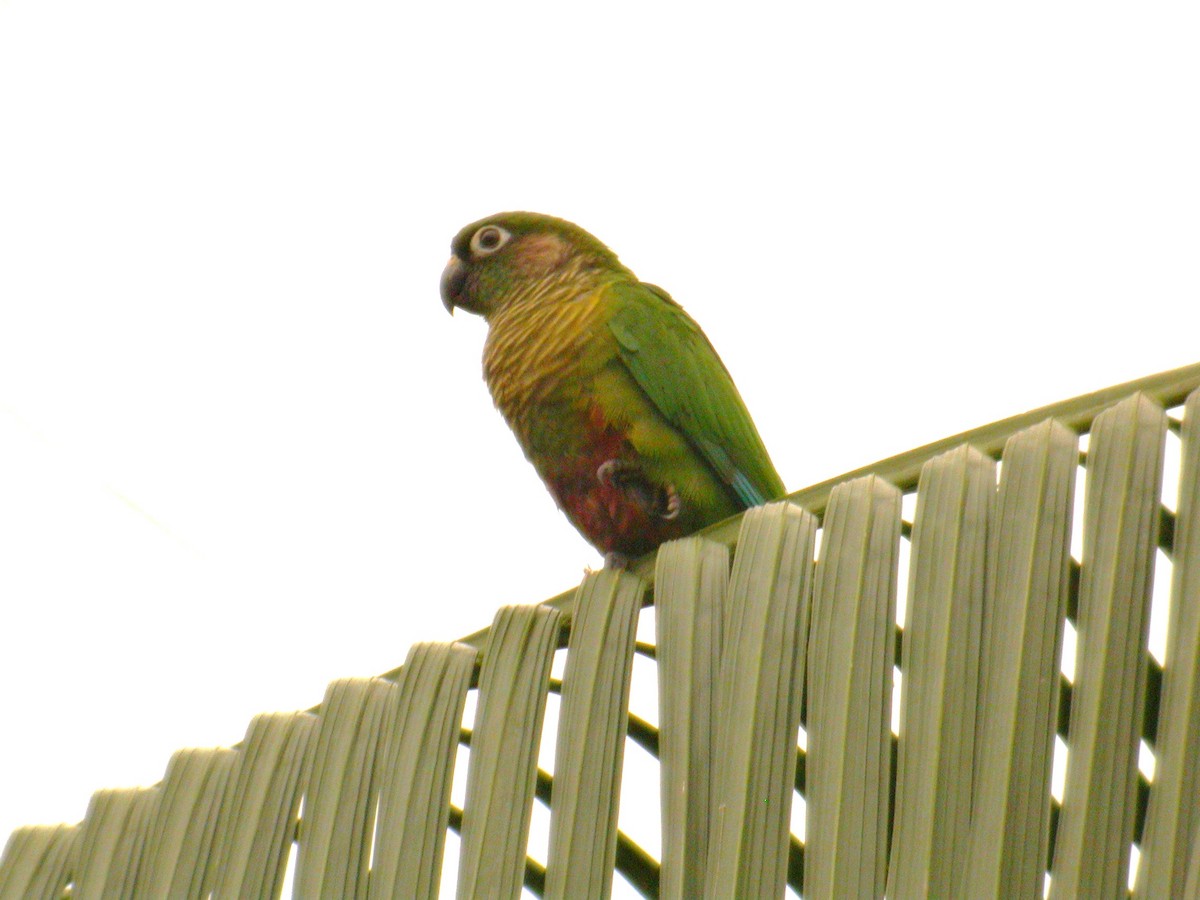 Maroon-bellied Parakeet - Daniel Jimenez
