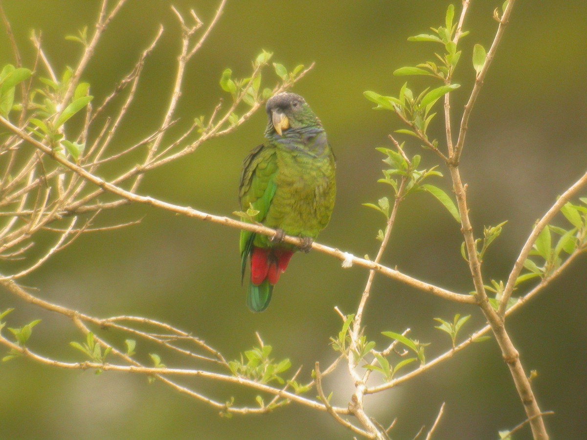 Папуга-червоногуз зеленощокий - ML206215541
