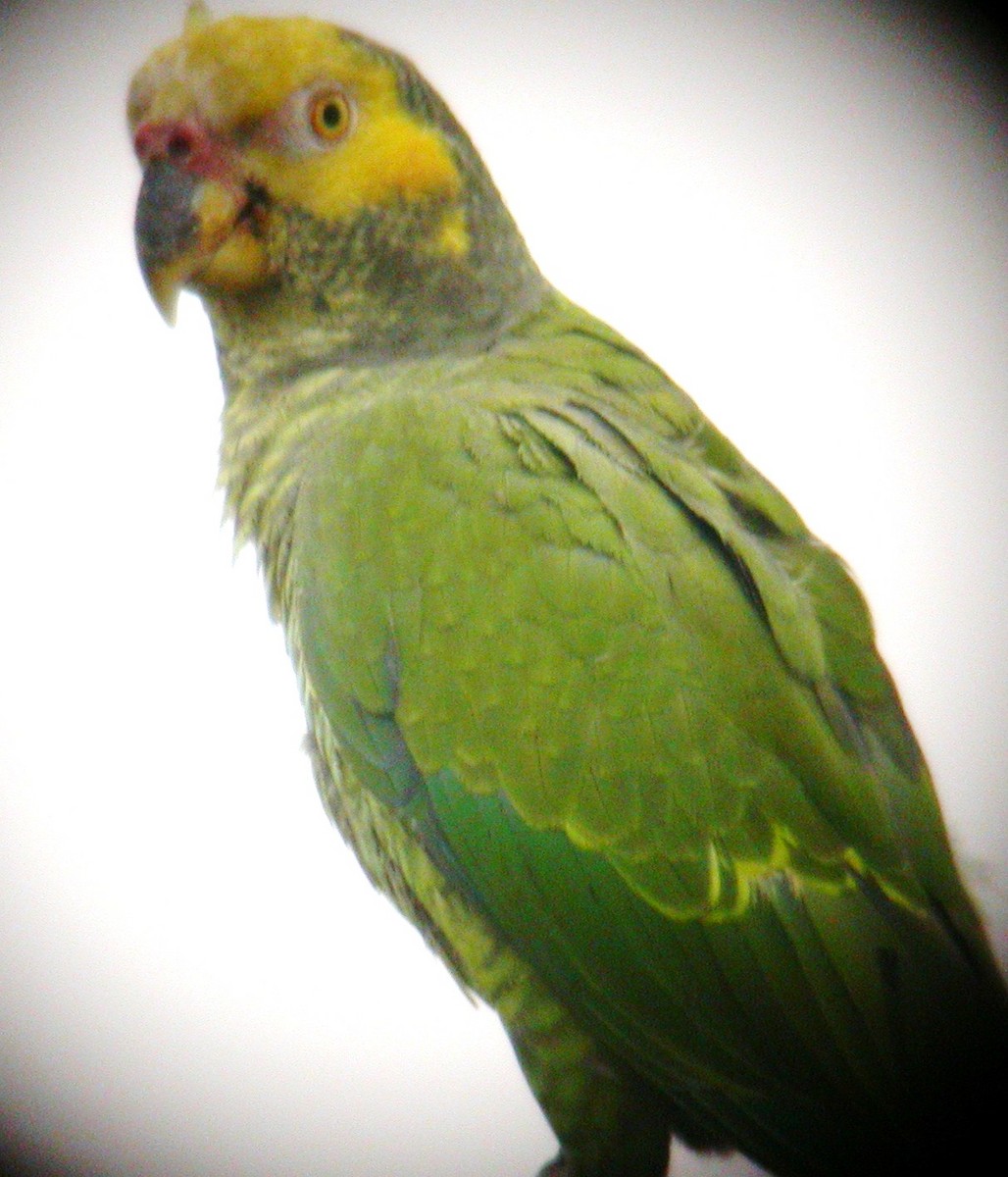 Yellow-faced Parrot - ML206215651