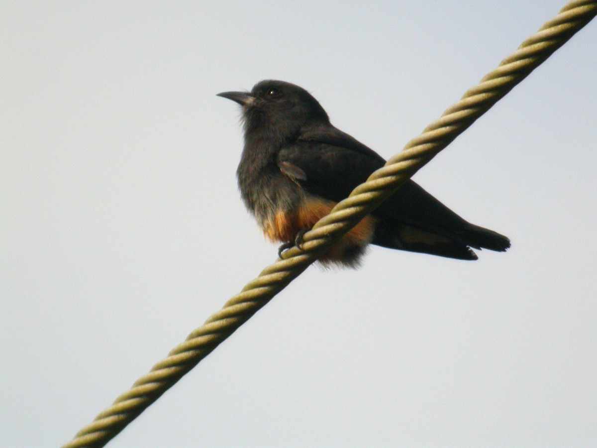 Swallow-winged Puffbird - Daniel Jimenez