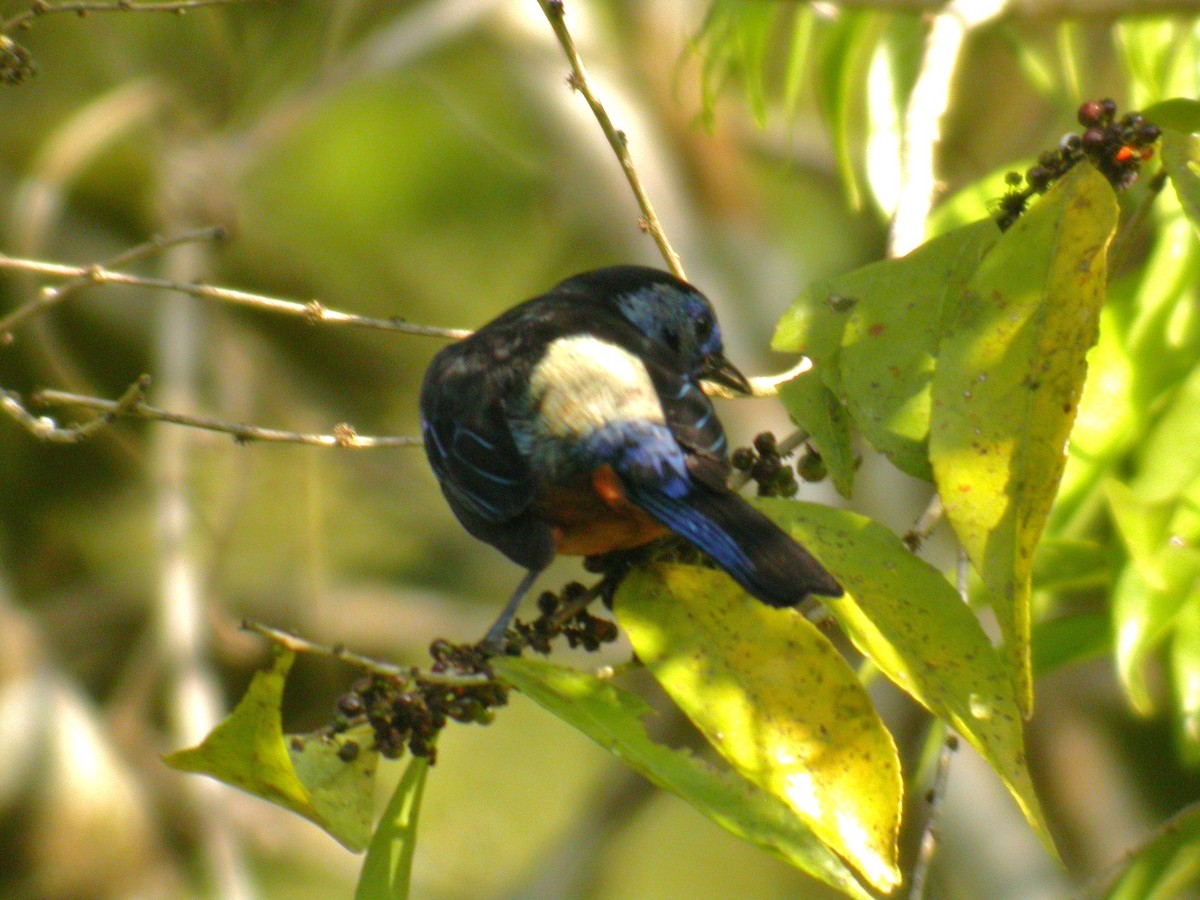 Opal-rumped Tanager (Silver-breasted) - ML206215961