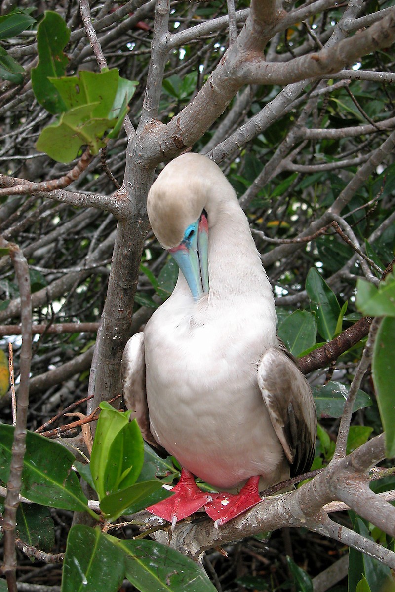 Red-footed Booby (Eastern Pacific) - Howard Banwell