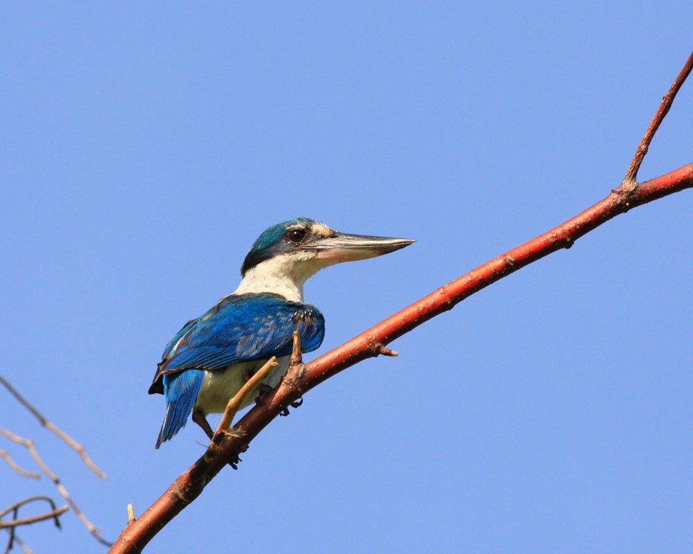 Collared Kingfisher - Howard Banwell